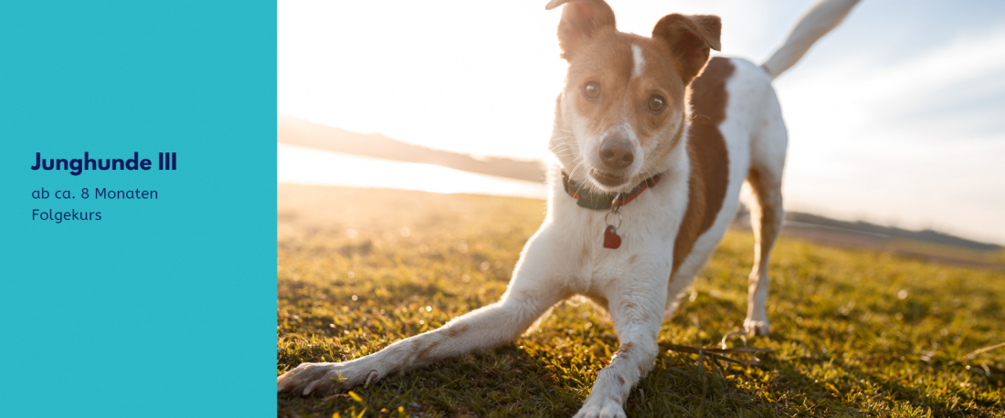 Junghunde III