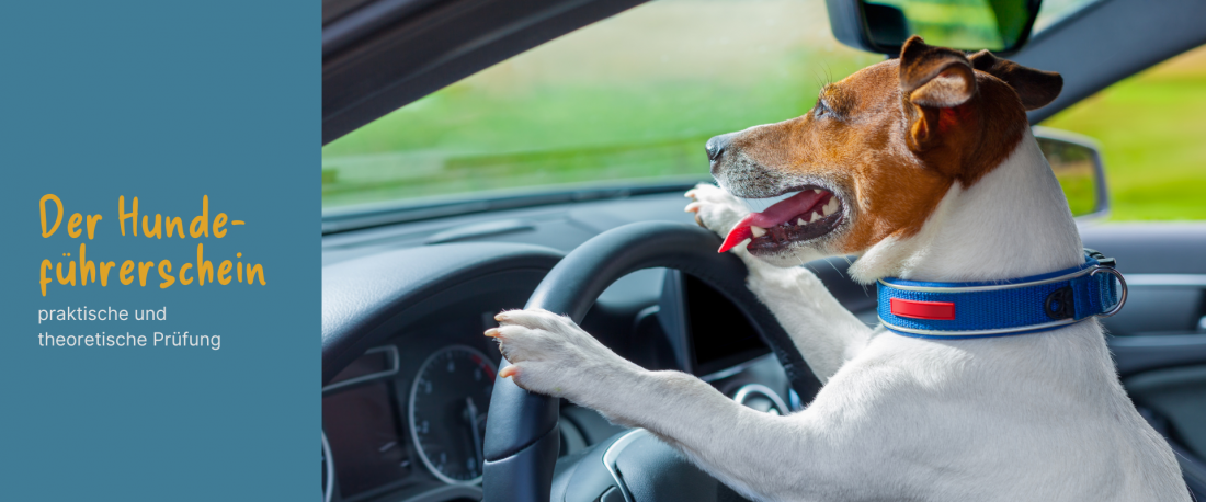 Prüfung für den Hundeführerschein