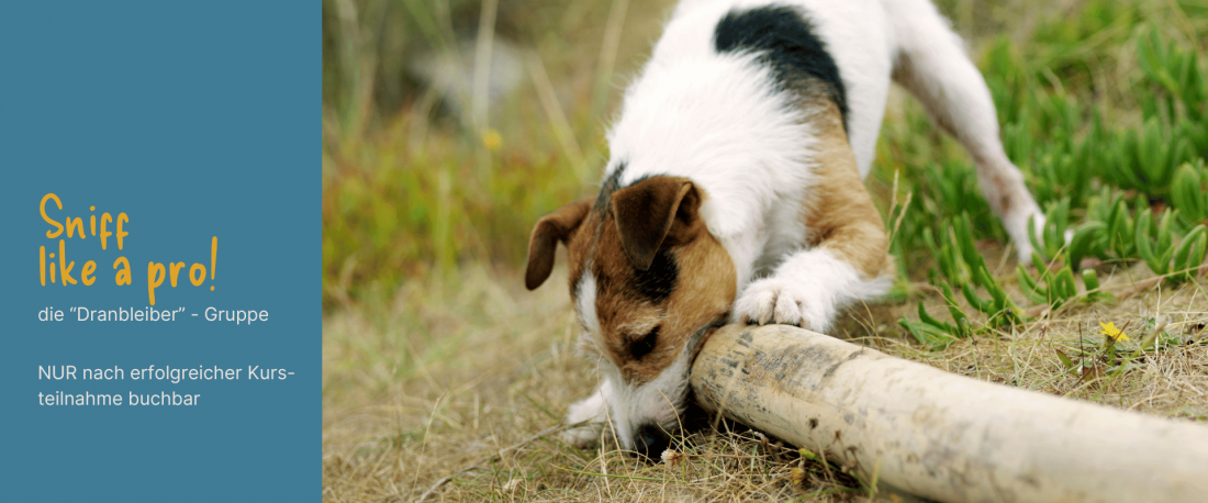 Dranbleiber: Sniff like a pro! 