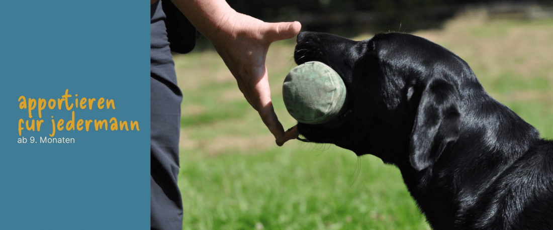 Dummytraining - Apportieren für jedermann