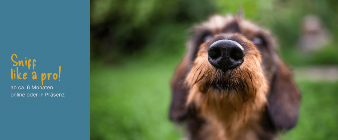 Kurs: Sniff like a pro!