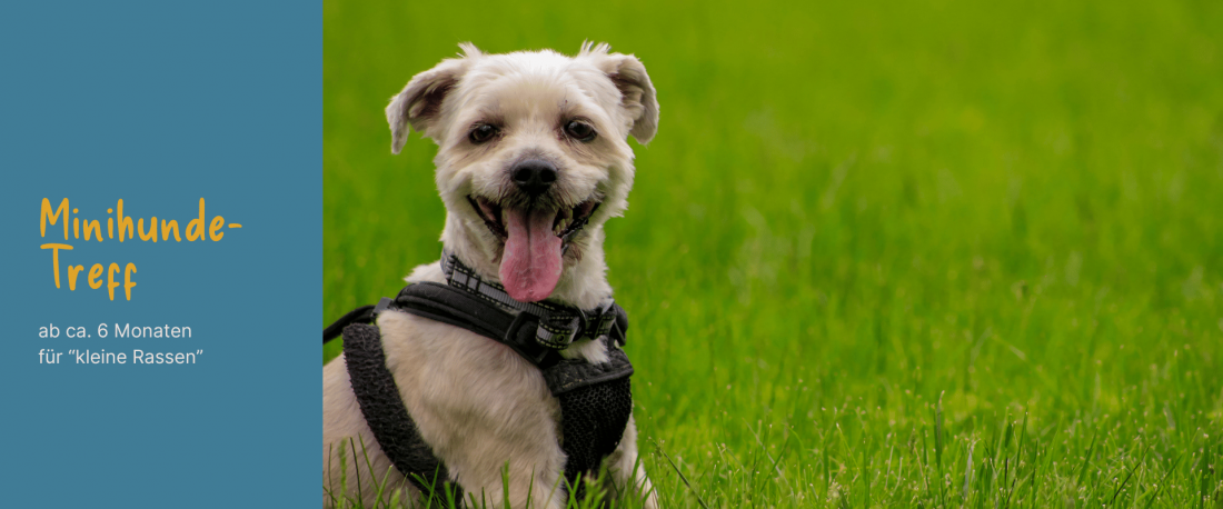 Minihundetreff