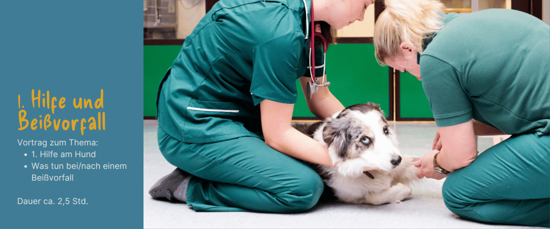 1. Hilfe am Hund & Was tun bei einem Beißvorfall